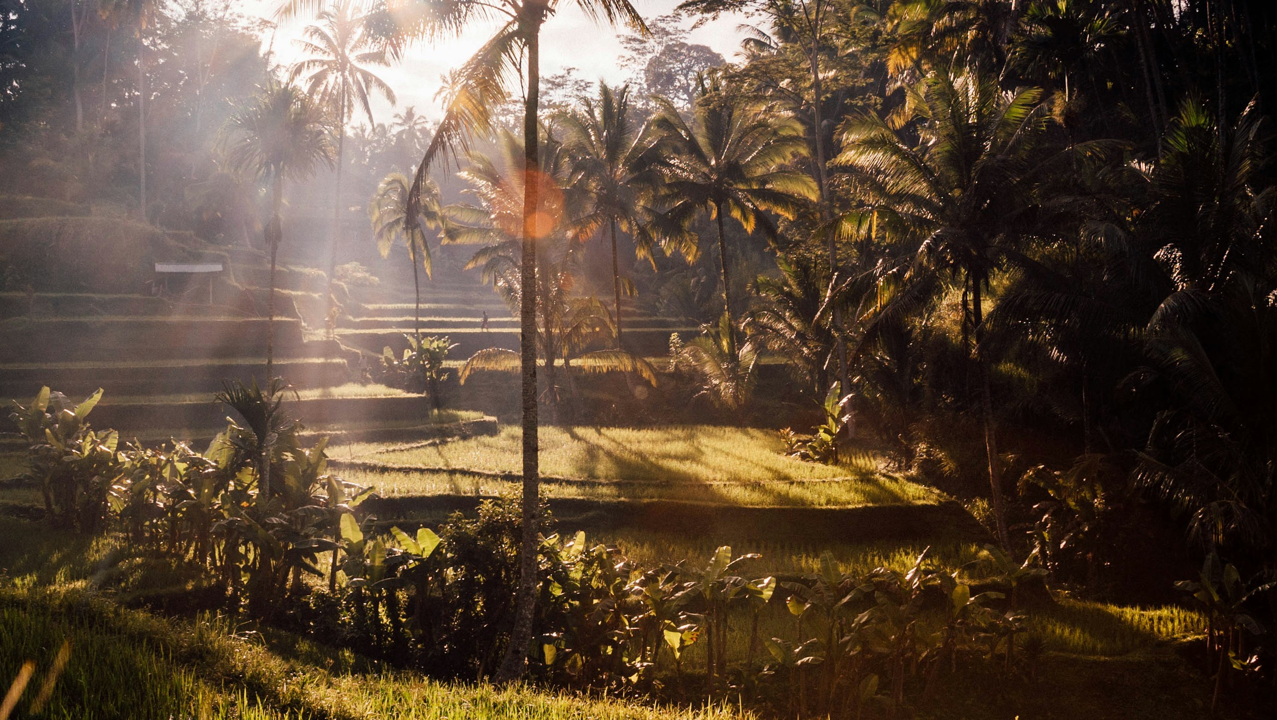 Morning light over rice terraces and palms in Bali